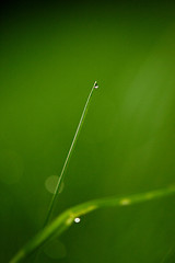 Image showing grass with dew drops