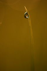 Image showing grass with dew drops