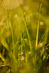 Image showing grass with dew drops