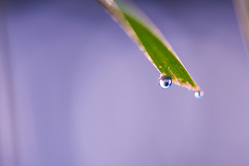 Image showing grass with dew drops