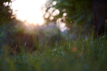 Image showing grass with dew drops