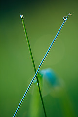 Image showing grass with dew drops