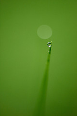 Image showing grass with dew drops