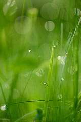 Image showing grass with dew drops