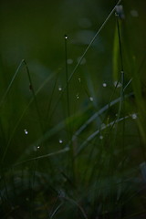 Image showing grass with dew drops