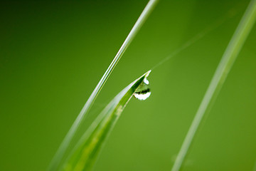 Image showing grass with dew drops