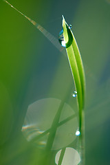 Image showing grass with dew drops