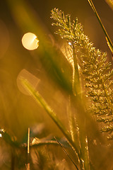 Image showing grass with dew drops