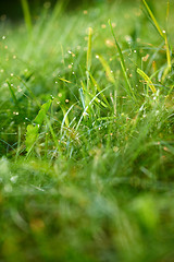 Image showing grass with dew drops