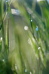 Image showing grass with dew drops