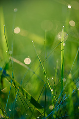 Image showing grass with dew drops