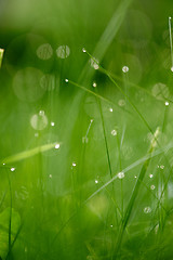 Image showing grass with dew drops