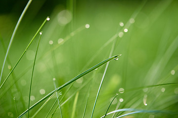 Image showing grass with dew drops