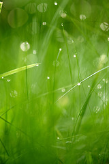 Image showing grass with dew drops