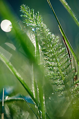 Image showing grass with dew drops