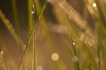 Image showing grass with dew drops