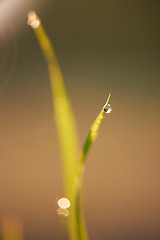 Image showing grass with dew drops