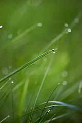 Image showing grass with dew drops