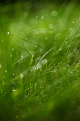 Image showing grass with dew drops