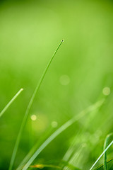 Image showing grass with dew drops