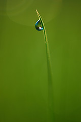 Image showing grass with dew drops