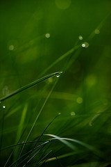 Image showing grass with dew drops