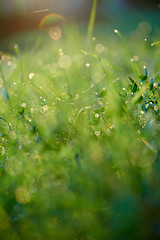 Image showing grass with dew drops