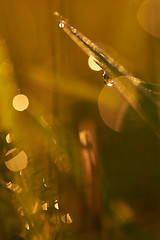 Image showing grass with dew drops