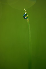 Image showing grass with dew drops