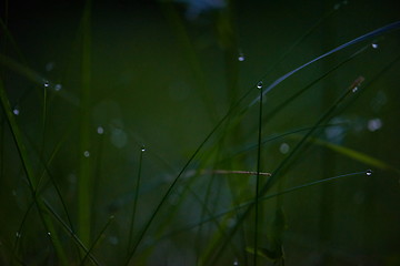 Image showing grass with dew drops