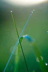 Image showing grass with dew drops