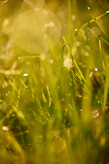 Image showing grass with dew drops