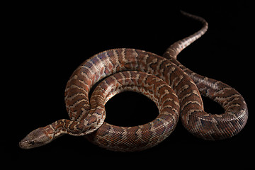 Image showing Hispaniolan boa, Chilabothrus or epicrates striatus