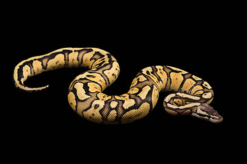 Image showing Female Ball Python. Firefly Morph or Mutation