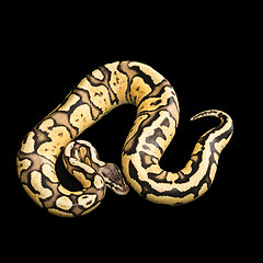 Image showing Female Ball Python. Firefly Morph or Mutation