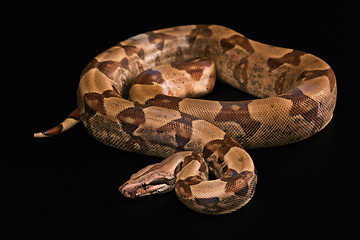 Image showing Boa constrictors  isolated on black background