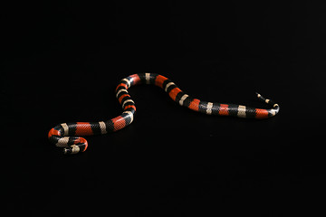 Image showing Pueblan milk snake 