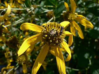 Image showing Yellow Flower and Bee