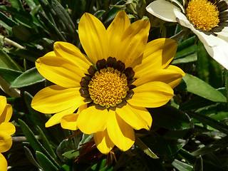 Image showing Yellow Flower