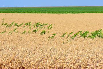 Image showing Golden Wheat field