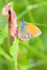 Image showing Butterfly (Polyommatus)