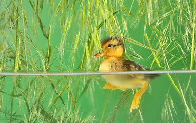 Image showing duckling swimming in aquarium