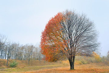 Image showing Lonely autumn tree