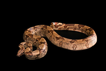 Image showing Boa constrictors  isolated on black background