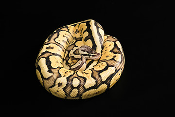 Image showing Female Ball Python. Firefly Morph or Mutation