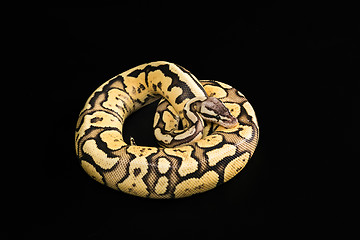 Image showing Female Ball Python. Firefly Morph or Mutation