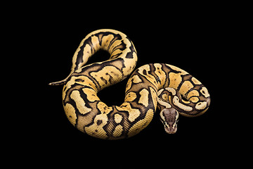 Image showing Female Ball Python. Firefly Morph or Mutation