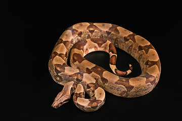 Image showing Boa constrictors  isolated on black background