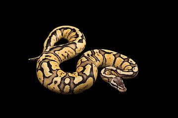 Image showing Female Ball Python. Firefly Morph or Mutation