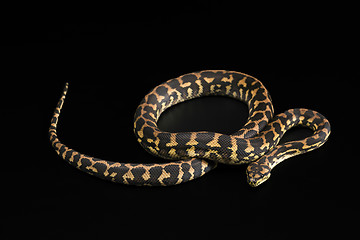 Image showing The male morelia spilota harrisoni python on black background